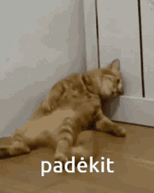 Cat Katynas GIF - Cat Katynas Cat Help GIFs