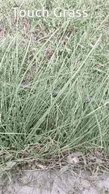 Touch Grass GIF