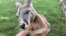 dababy urban rescue ranch kangaroo roo
