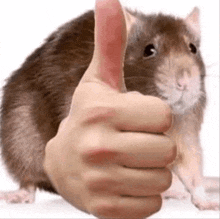 a rat is giving a thumbs up sign with its hand .
