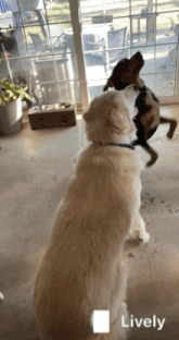 two dogs standing next to each other with the word lively on the bottom