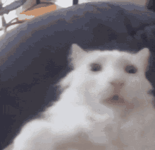 Cat Crazy GIF - Cat Crazy Crazy Cat GIFs