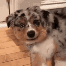 Oie Cachorro Engraçado GIF - Hey Dog Funny GIFs