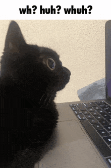 Huh Cat Confused GIF