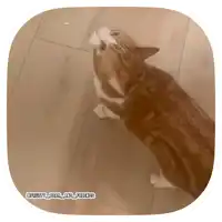 a picture of a cat looking up with a caption that says funny bear and friends