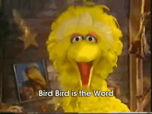 Big Bird Is The Word: Big Bird Sings "Surfin' Bird" GIF - Bigbird Bird Sesamestreet GIFs