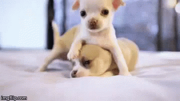 dog cuddle gif