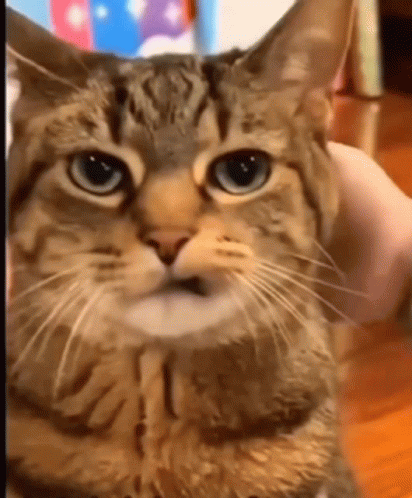 Angry Cat GIF by JustViral.Net - Find & Share on GIPHY