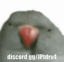 Bird Funny GIF - Bird Funny Bonk GIFs