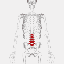 Spinalpain Spine GIF - Spinalpain Spine L2l5 GIFs
