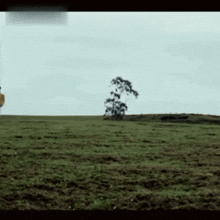 a tree in the middle of a grassy field with a cloudy sky in the background