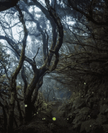 Mystical Forest Floresta Mística GIF