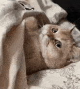 a cat is laying under a blanket on a bed and looking at the camera .