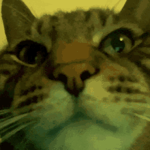 Saikljk Cat GIF - Saikljk Cat GIFs
