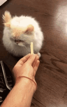 Cat Slap GIF - Cat Slap Angry GIFs