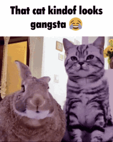 Jerold Counting With Jerold GIF - Jerold Counting With Jerold Gangster Cat GIFs