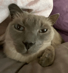 Funny Cat Meme GIF - Funny Cat Cat Meme GIFs