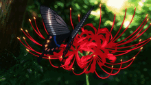 Spider Lily Flower Anime GIF - Spider Lily Flower Anime Anime Flower GIFs