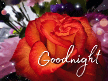 a red rose with the words goodnight written above it