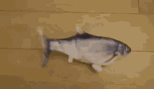 Fish Fishy GIF