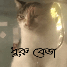 a cat is behind a glass with a foreign language written below it