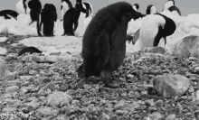 Funny Penguin GIF - Funny Penguin Trip GIFs