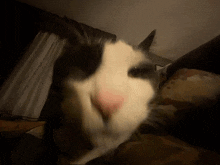 Tuxedo Cat Tuxie GIF - Tuxedo Cat Tuxie Cat GIFs