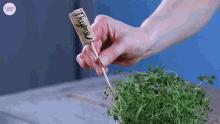Herb Garden Makers Thyme GIF