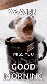 Puppy Cup GIF