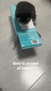 Shivermetimbers Car On Box Scared Cat On Box GIF - Shivermetimbers Car On Box Car On Box Scared Cat On Box GIFs