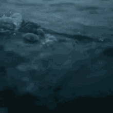 a shark is swimming in the ocean in the dark .