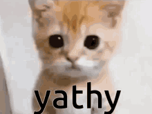 El Gato Yathy GIF - El Gato Yathy Cat GIFs
