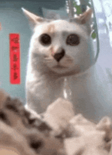 Cat Stare GIF - Cat Stare Funny GIFs