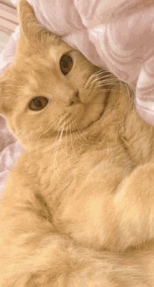 Kuma Kuma Cat GIF