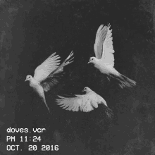 Blackandwhite Dove GIF