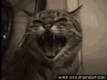 Kızgın Kedi GIF