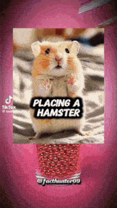 a picture of a hamster with the caption placing a hamster on it