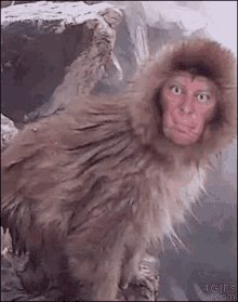 Caco Macaco GIF - Caco Macaco GIFs