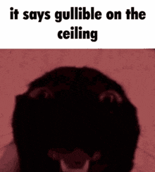 It Says Gullible On The Ceiling Cat GIF - It Says Gullible On The Ceiling Cat GIFs