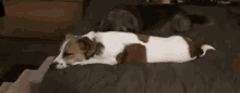 a brown and white dog is sleeping on top of a bed .