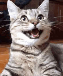 Laughing Cat GIF - Laughing Cat Evil GIFs