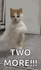 a cat is standing on its hind legs and says `` two more !!! '' .