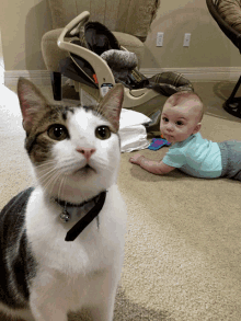 Baby Cat GIF - Baby Cat Kitten GIFs