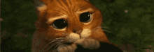 Sorry Puss In Boots GIF - Sorry Puss In Boots Cute GIFs