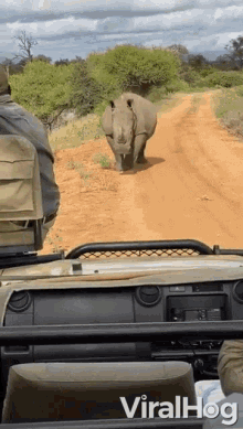 Rhino Chasing Car Running GIF - Rhino Chasing Car Chasing Rhino GIFs