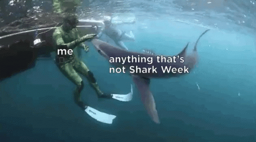funny shark gif