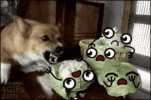 Dog Angry GIF - Dog Angry Cabbage GIFs