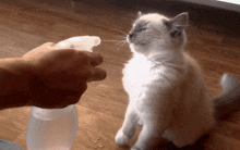 a person spraying a cat with a spray bottle on the floor