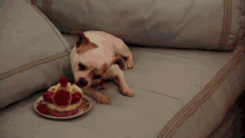 rose bryne eating marieantoinette dessert dog