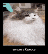 a gray and white cat is laying on a wooden floor in a framed picture .